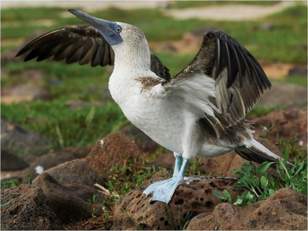 bluefootedboobie