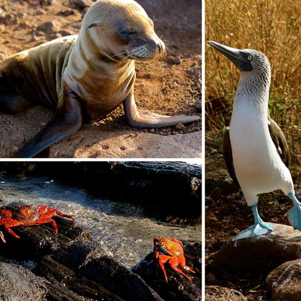 galapagos